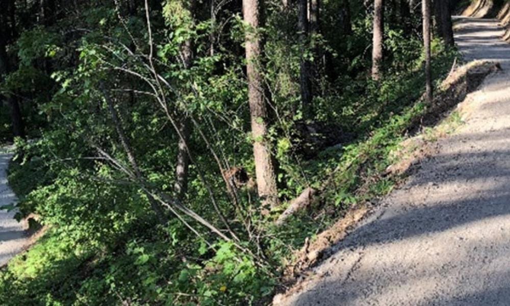 Two gravel paths in a forest