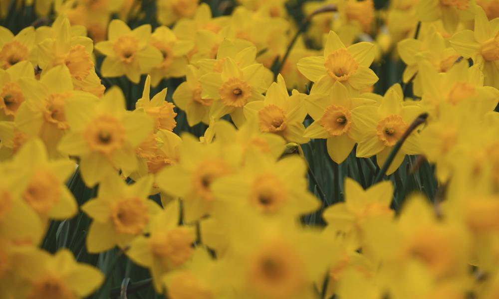 Daffodils in a field