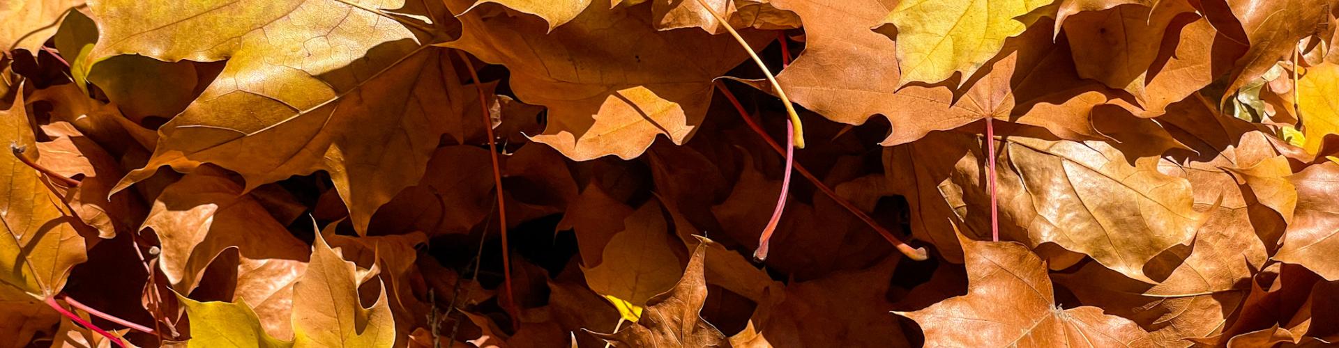 Fall leaves