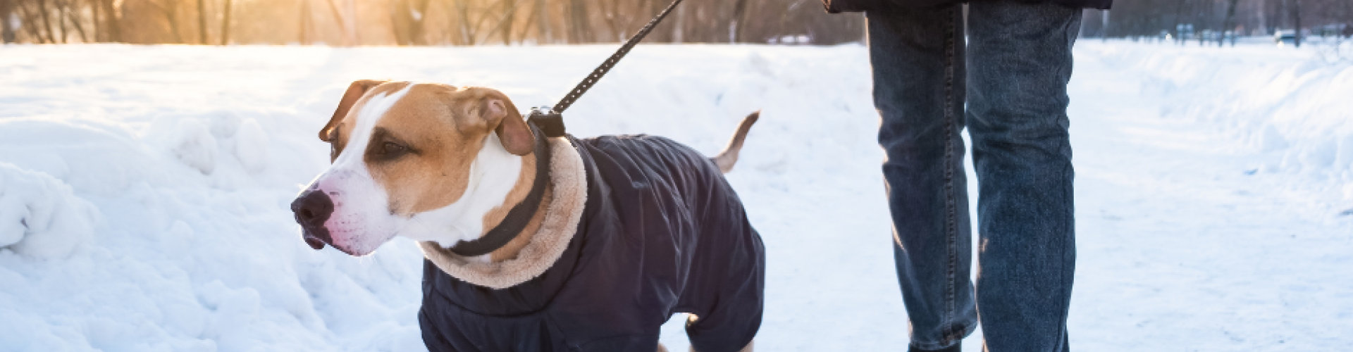 dog on leash winter