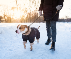 dog on leash winter